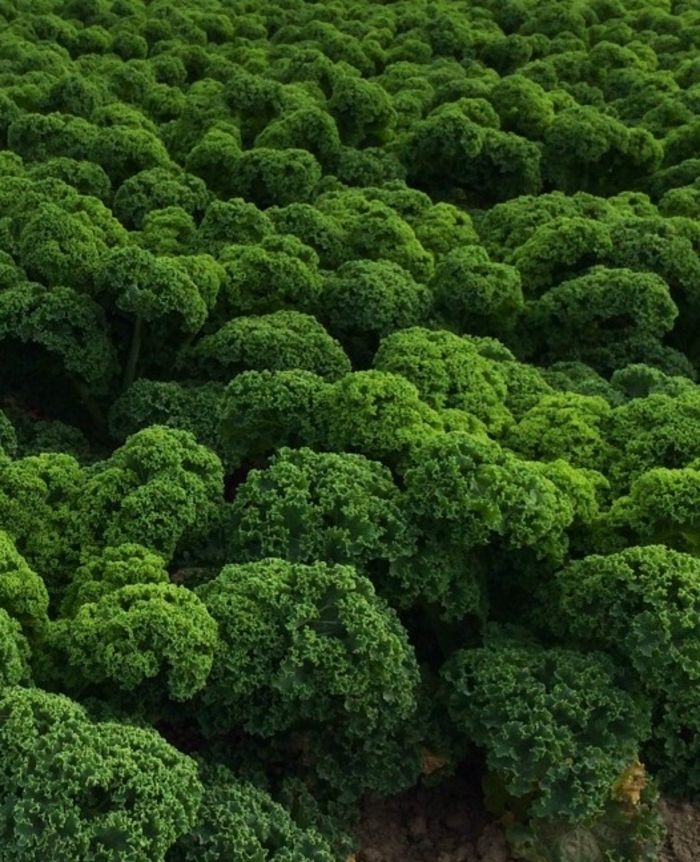 Prizm AAS - Kale from Bloomfield Garden Center