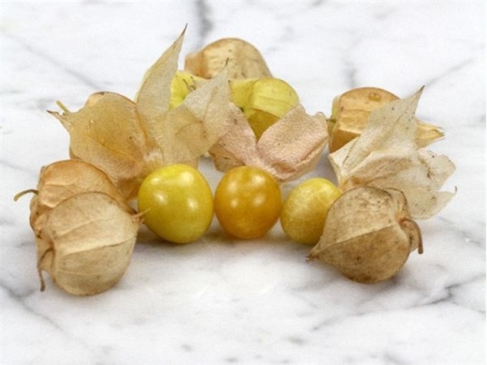 Ground Cherry - Tomato - Husk from Bloomfield Garden Center