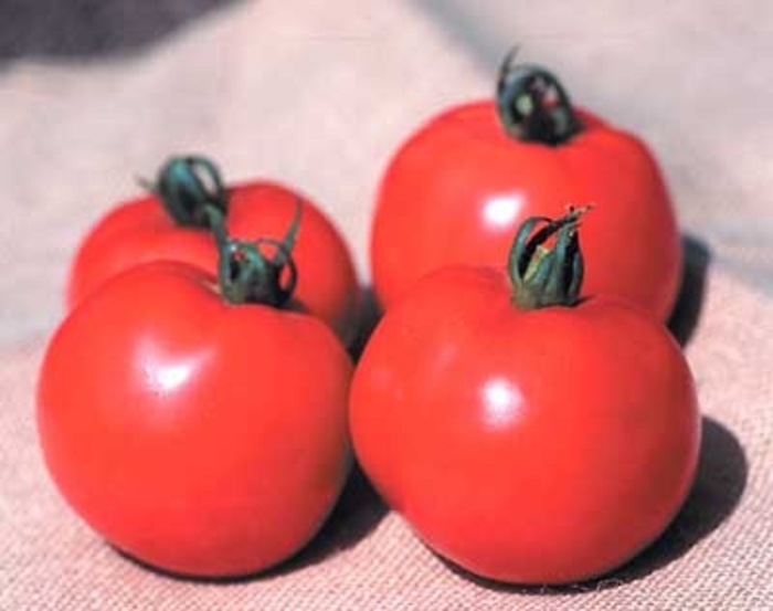 Better Boy - Tomato - Slicer from Bloomfield Garden Center