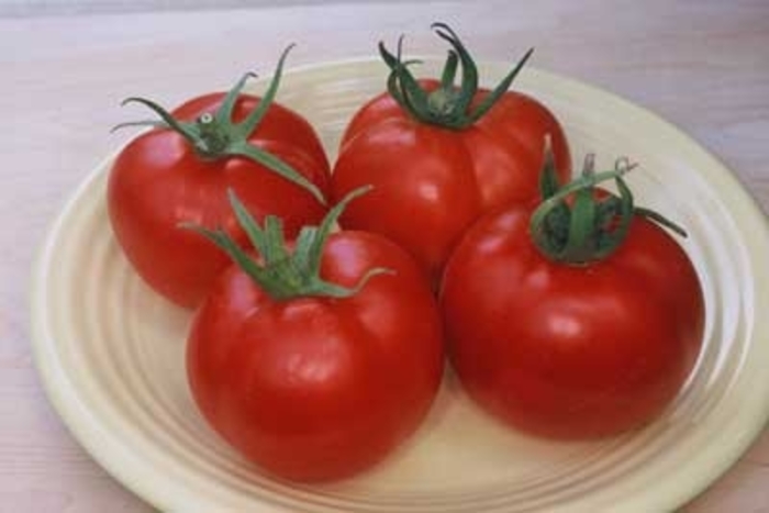 Tomato - Slicer, Early Girl