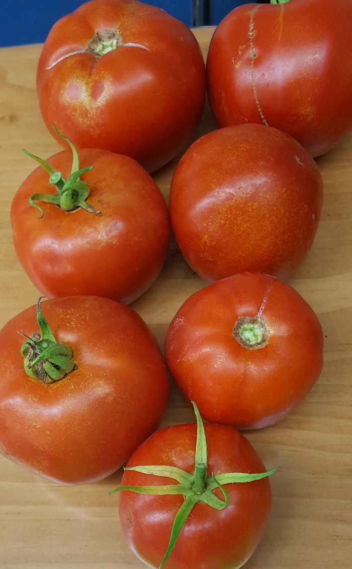 SuperFantastic - Tomato - Slicer from Bloomfield Garden Center