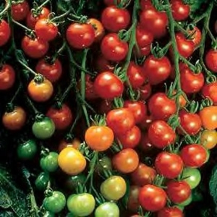 Super Sweet 100 - Tomato - Cherry from Bloomfield Garden Center