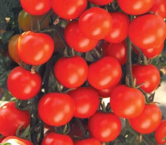 Sweet Baby Girl - Tomato - Cherry from Bloomfield Garden Center Sweet Baby Girl - Tomato - Cherry from Bloomfield Garden Center