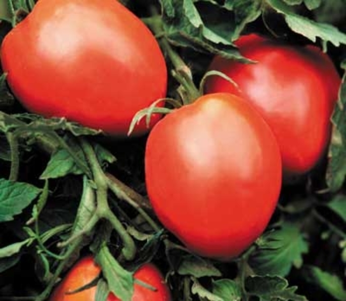Amish Paste - Tomato - Heirloom from Bloomfield Garden Center