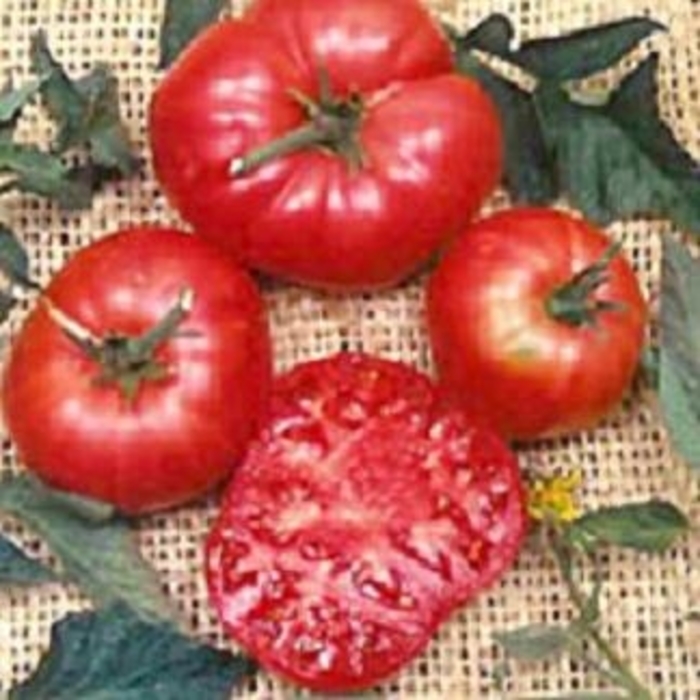 Brandywine - Tomato - Heirloom from Bloomfield Garden Center
