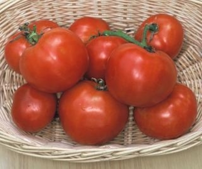 Manitoba - Tomato - Heirloom from Bloomfield Garden Center Manitoba - Tomato - Heirloom from Bloomfield Garden Center