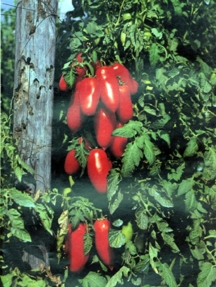 San Marzano - Tomato - Heirloom from Bloomfield Garden Center