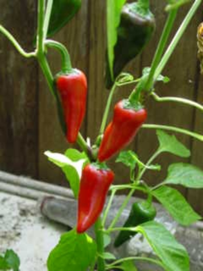 Jalapeno - Pepper - HOT from Bloomfield Garden Center Jalapeno - Pepper - HOT from Bloomfield Garden Center