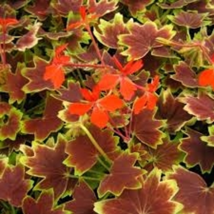 Vancouver Centennial - Geranium - Exotic from Bloomfield Garden Center