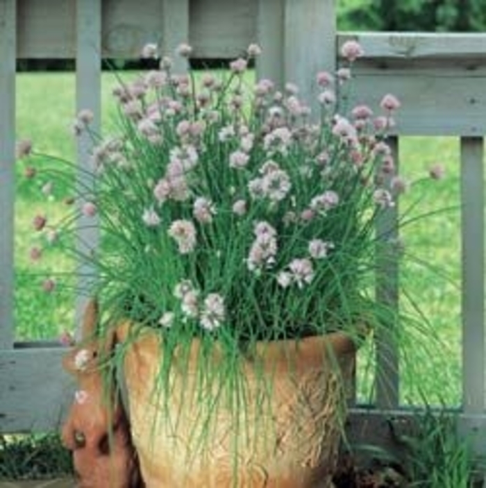 Garlic - Chives from Bloomfield Garden Center Garlic - Chives from Bloomfield Garden Center