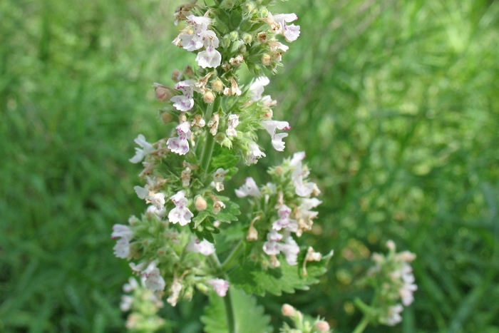 Catnip - Nepata from Bloomfield Garden Center Catnip - Nepata from Bloomfield Garden Center