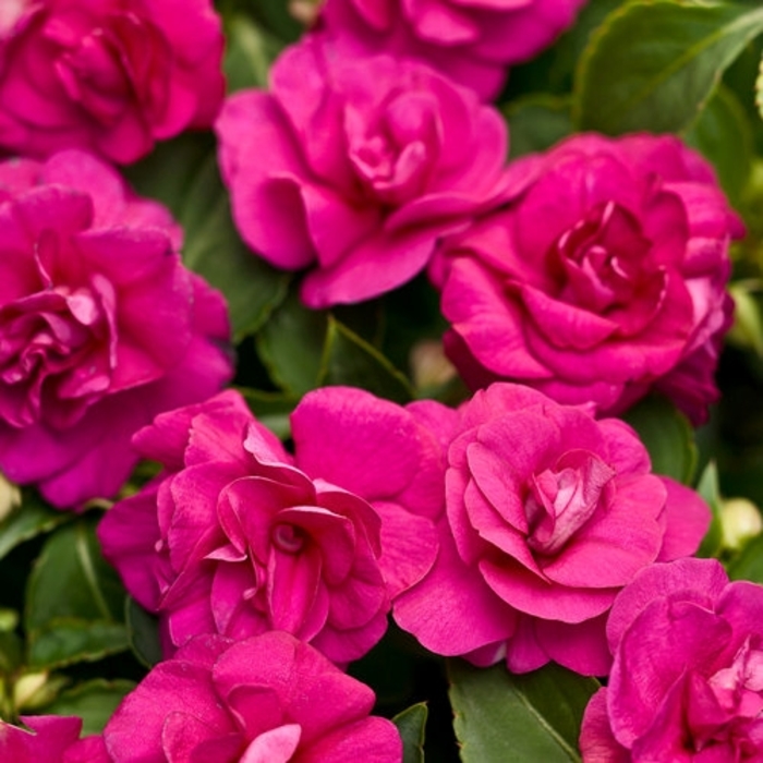Rockapulco Purple - Impatiens - Double from Bloomfield Garden Center Rockapulco Purple - Impatiens - Double from Bloomfield Garden Center