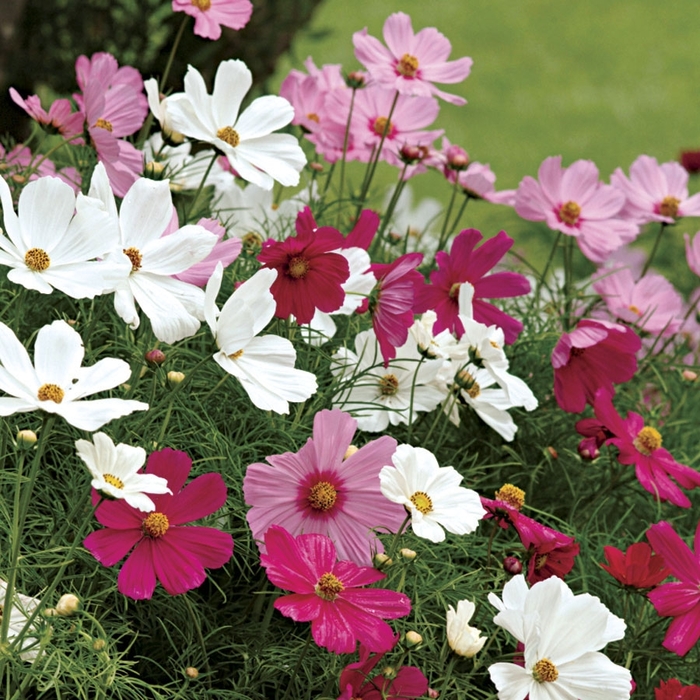 Sonata Complete Mix - Cosmos from Bloomfield Garden Center