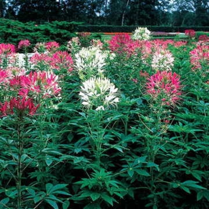 Cleome Queen Mix Bloomfield Garden Center