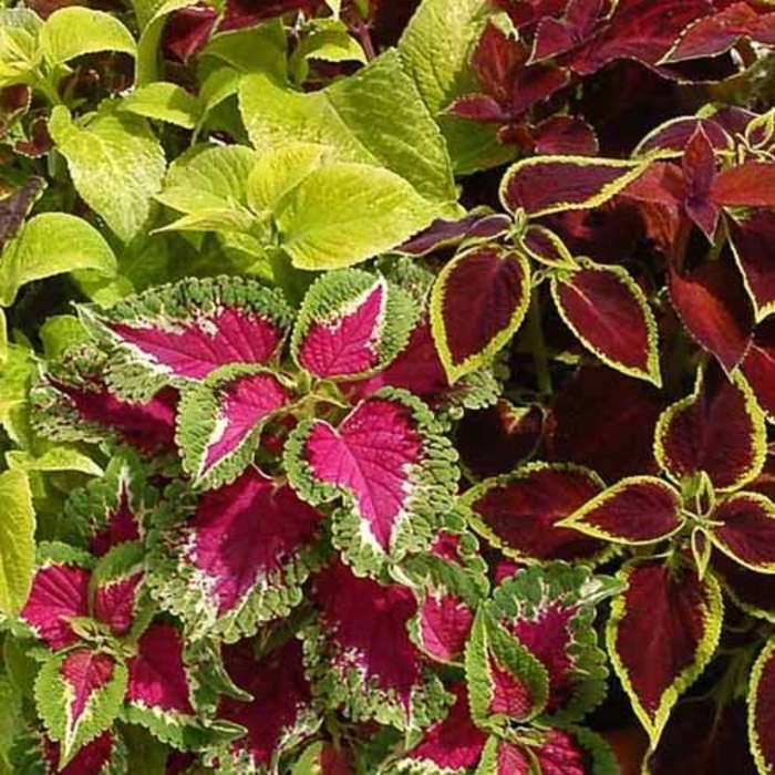 Wizard Mix - Coleus from Bloomfield Garden Center Wizard Mix - Coleus from Bloomfield Garden Center