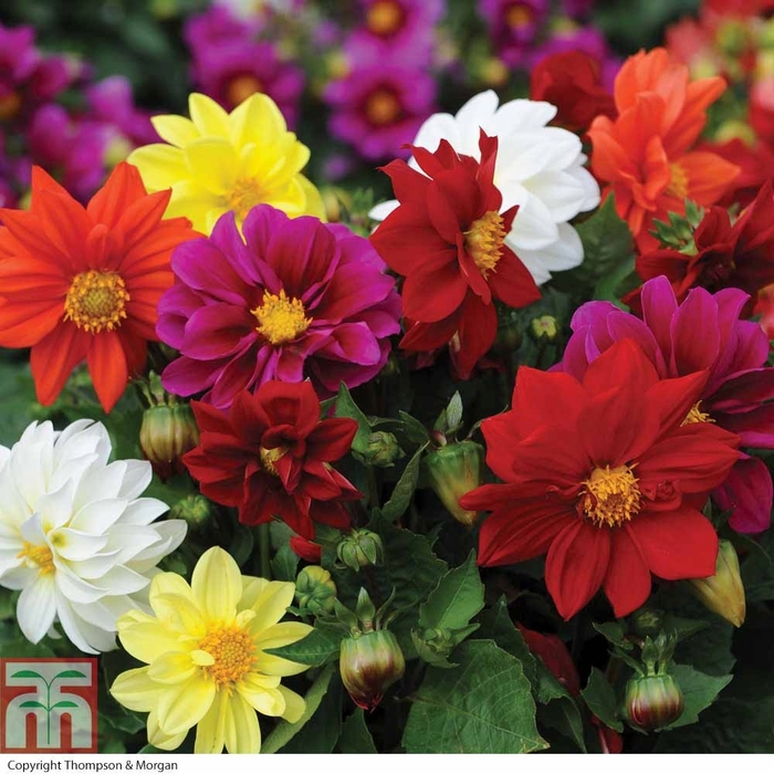Figaro Mix - Dahlia from Bloomfield Garden Center Figaro Mix - Dahlia from Bloomfield Garden Center