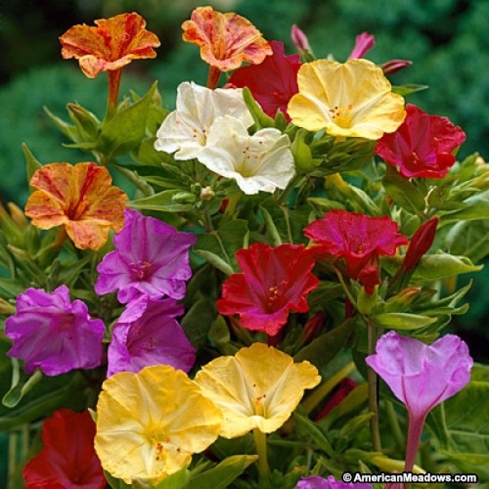 Marvel of Peru - Four O'Clock from Bloomfield Garden Center Marvel of Peru - Four O'Clock from Bloomfield Garden Center