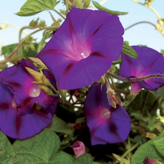 Grandpa Otts - Morning Glory from Bloomfield Garden Center Grandpa Otts - Morning Glory from Bloomfield Garden Center