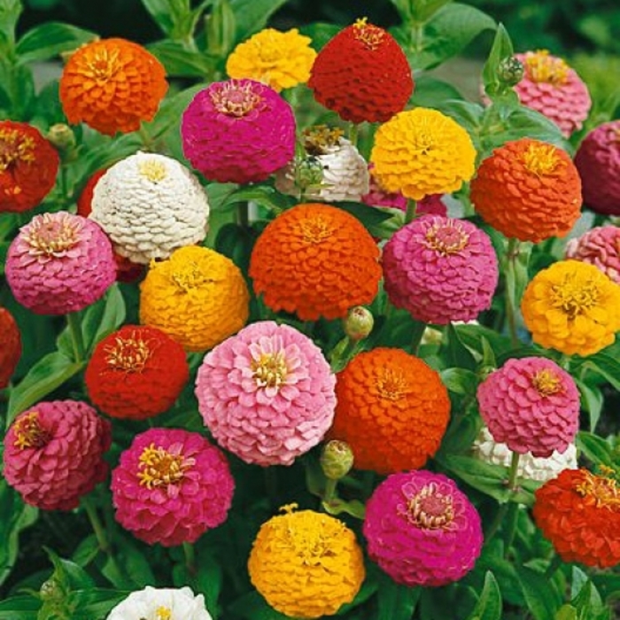 Lilliput Mix - Zinnia from Bloomfield Garden Center Lilliput Mix - Zinnia from Bloomfield Garden Center