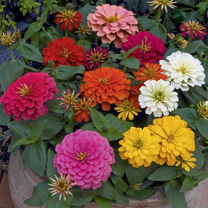 Magellan Mix - Zinnia from Bloomfield Garden Center Magellan Mix - Zinnia from Bloomfield Garden Center