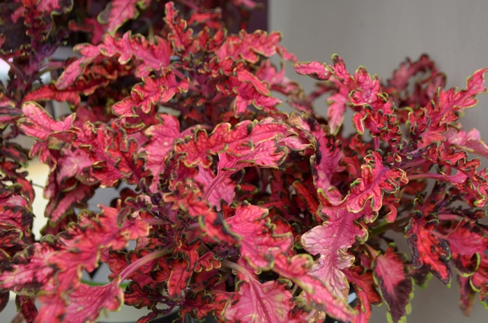 Under The Sea® 'Pink Reef' - Coleus from Bloomfield Garden Center Under The Sea® 'Pink Reef' - Coleus from Bloomfield Garden Center