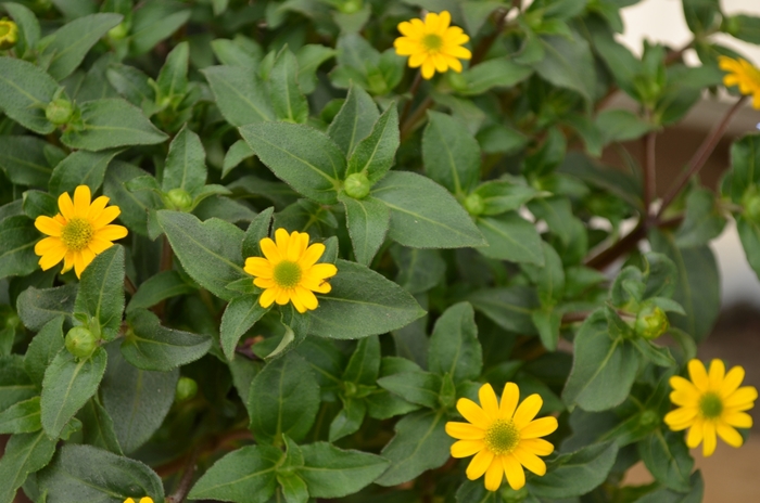 Powerbini - Sanvitalia speciosa from Bloomfield Garden Center