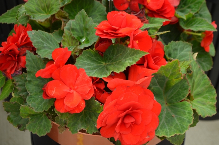 Nonstop® Red - Begonia - Tuberous from Bloomfield Garden Center