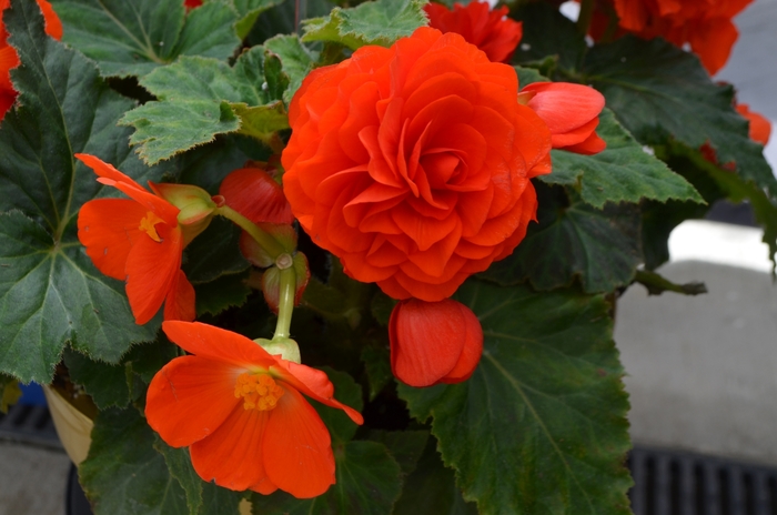 Nonstop® Orange - Begonia - Tuberous from Bloomfield Garden Center
