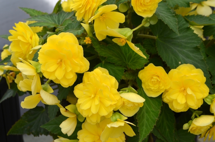 Nonstop® Joy Yellow - Begonia x tuberhybrida from Bloomfield Garden Center