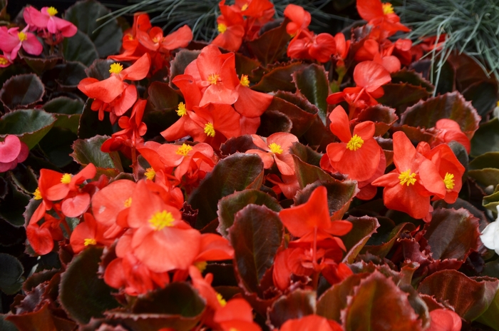 Nightlife Mix - Begonia - Wax from Bloomfield Garden Center