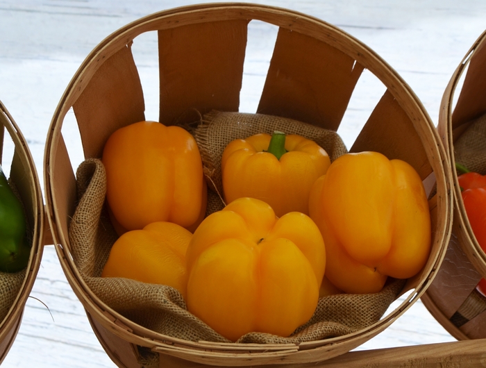 Early Summer - Yellow - Pepper - Bell Sweet from Bloomfield Garden Center Early Summer - Yellow - Pepper - Bell Sweet from Bloomfield Garden Center