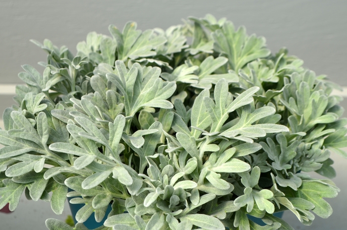 Silver Brocade - Artemisia stelleriana from Bloomfield Garden Center Silver Brocade - Artemisia stelleriana from Bloomfield Garden Center