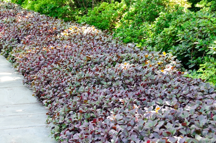 Little Ruby - Alternanthera from Bloomfield Garden Center Little Ruby - Alternanthera from Bloomfield Garden Center