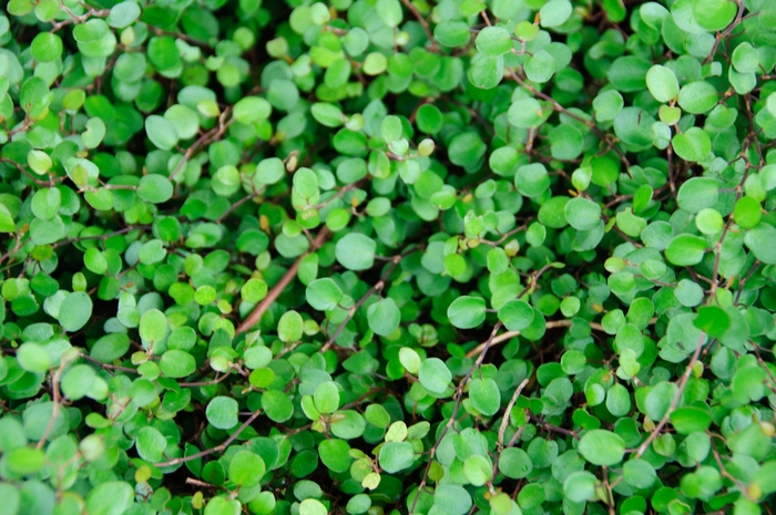 Creeping Wire Vine - Muehlenbeckia axillaris from Bloomfield Garden Center