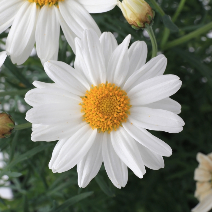 Sassy® White - Argyranthemum from Bloomfield Garden Center Sassy® White - Argyranthemum from Bloomfield Garden Center