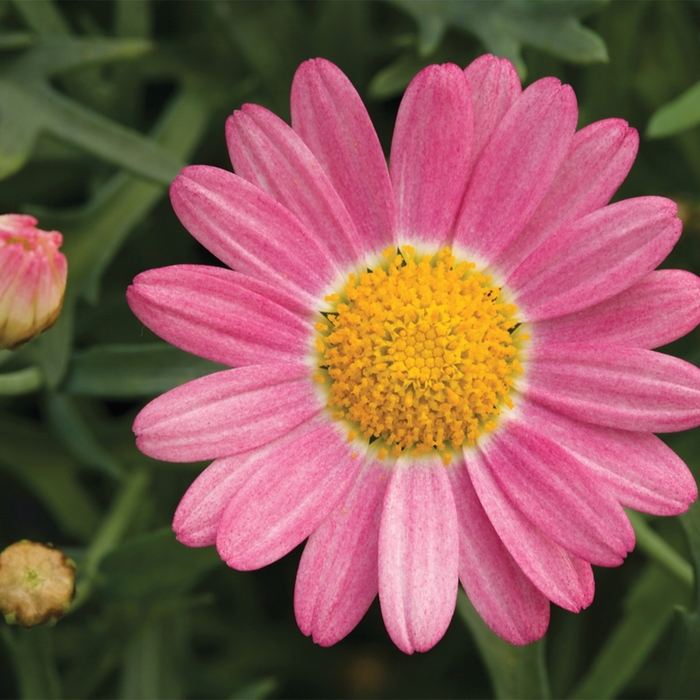 Sassy® Rose - Argyranthemum from Bloomfield Garden Center Sassy® Rose - Argyranthemum from Bloomfield Garden Center