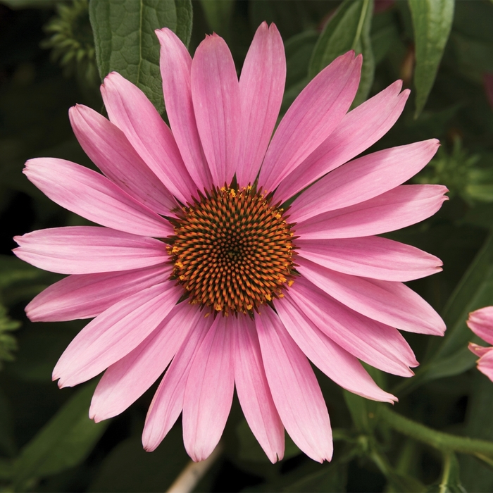 Prairie Splendor Rose - Echinacea from Bloomfield Garden Center