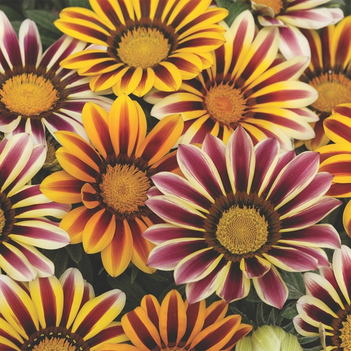 Kiss™ 'Flame Mix' - Gazania rigens from Bloomfield Garden Center Kiss™ 'Flame Mix' - Gazania rigens from Bloomfield Garden Center