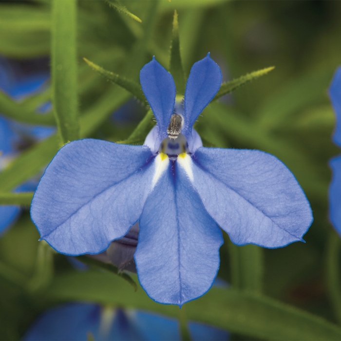 Techno® Electric Blue - Lobelia erinus from Bloomfield Garden Center