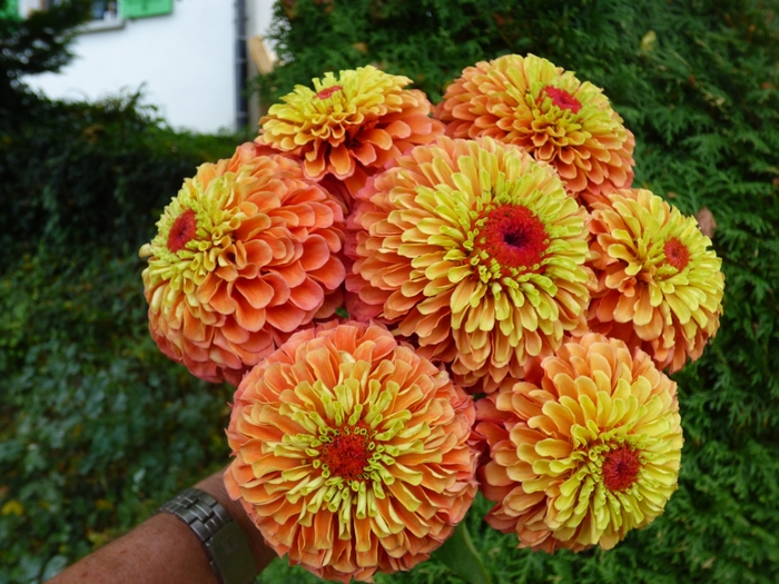 Queeny Lime Orange - Zinnia from Bloomfield Garden Center Queeny Lime Orange - Zinnia from Bloomfield Garden Center