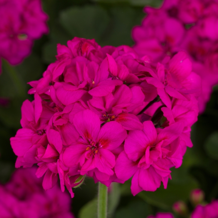 Calliope Medium Violet - Geranium - Interspecific from Bloomfield Garden Center