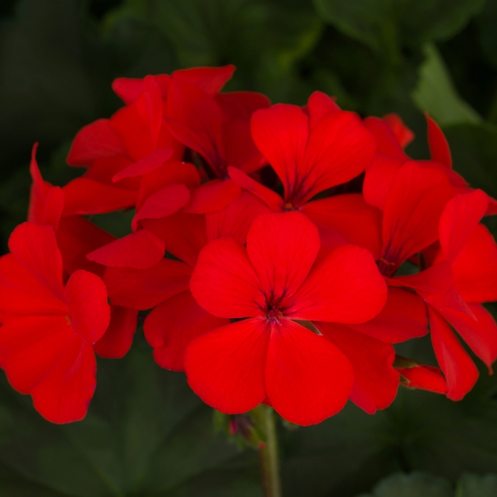 Caliente® 'Orange' - Geranium - Interspecific from Bloomfield Garden Center Caliente® 'Orange' - Geranium - Interspecific from Bloomfield Garden Center