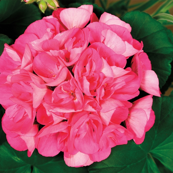 Americana Pink - Geranium - Zonal from Bloomfield Garden Center