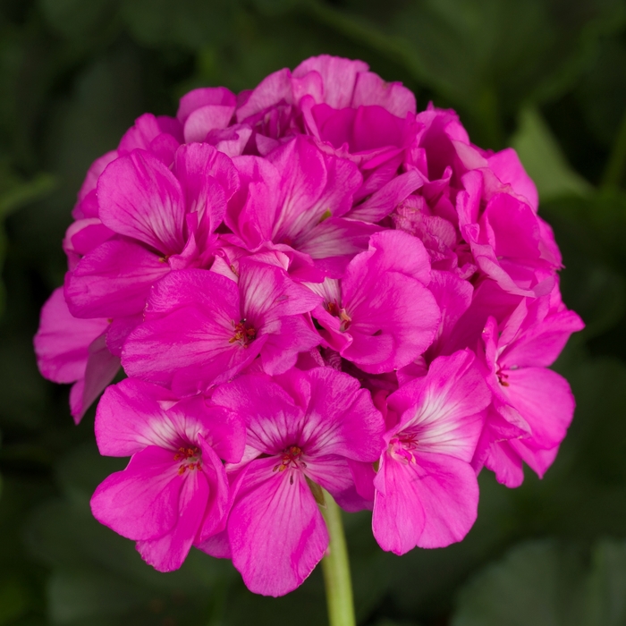 Americana Orchid - Geranium - Zonal from Bloomfield Garden Center