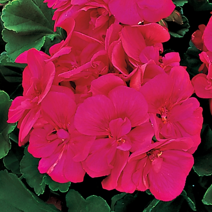 Americana Cherry Rose - Geranium - Zonal from Bloomfield Garden Center