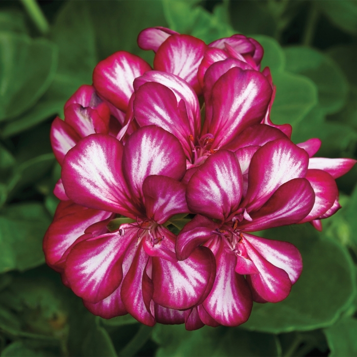 Ivy League Burgundy Bicolor - Geranium - Ivy from Bloomfield Garden Center