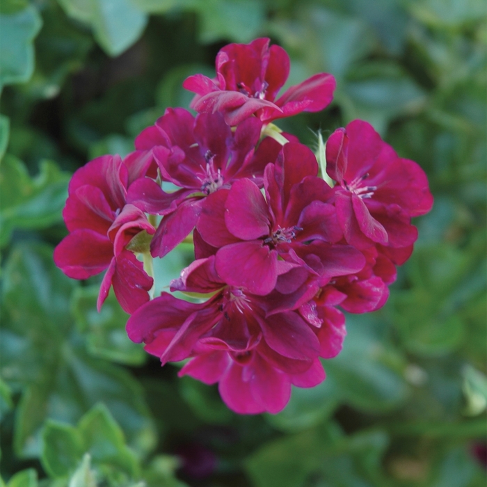 Ivy League Burgundy - Geranium - Ivy from Bloomfield Garden Center