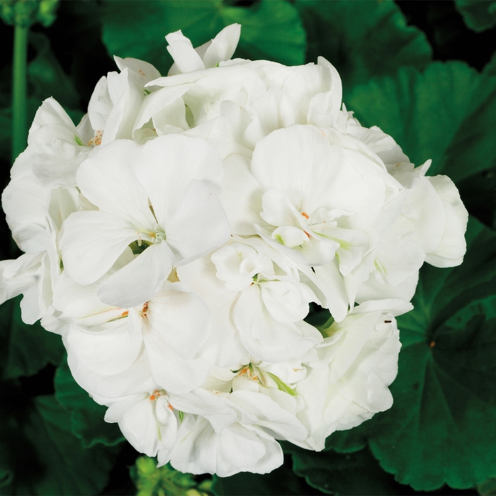 Americana White - Geranium - Zonal from Bloomfield Garden Center