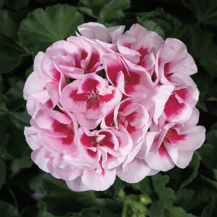 Americana White Splash - Geranium - Zonal from Bloomfield Garden Center