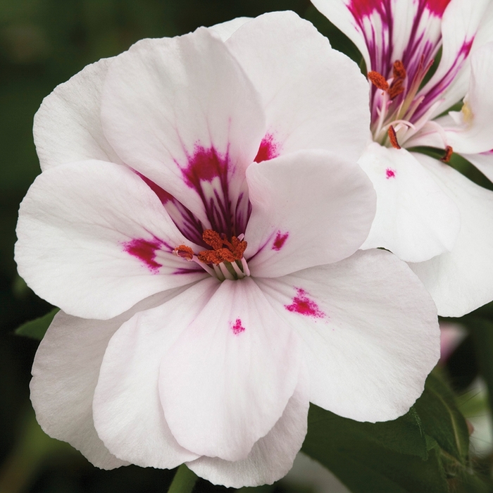 Ivy League White - Geranium - Ivy from Bloomfield Garden Center Ivy League White - Geranium - Ivy from Bloomfield Garden Center